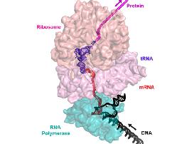 The first integrated protein assembly line of bacteria